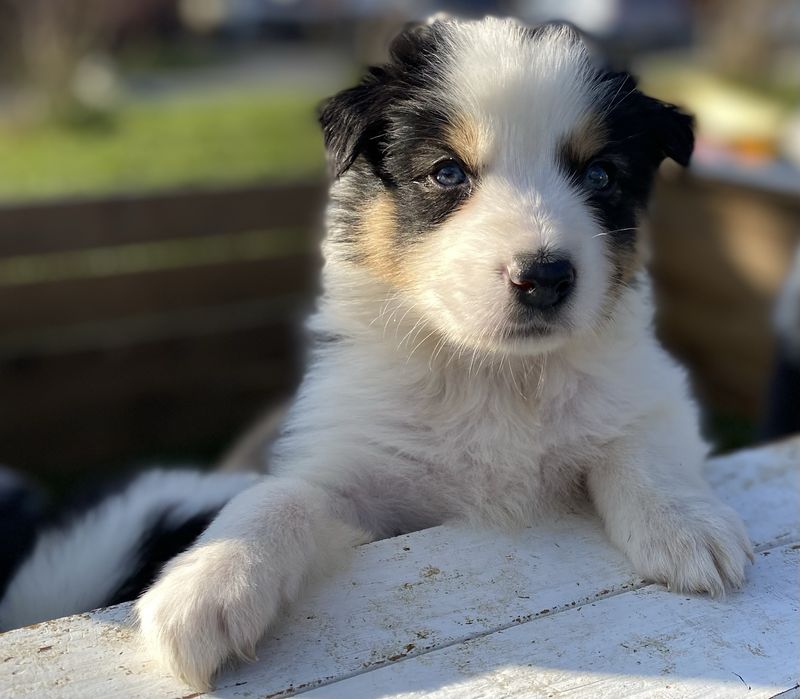 Border collie szczeniaki blue merle