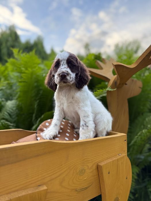 Cocker spaniel angielski Piesek