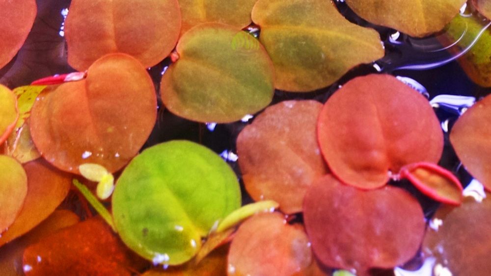 Phyllanthus fluitans