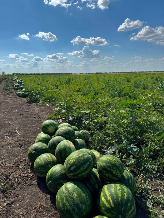 Продам кавун опт / пролам арбуз оптом талисман