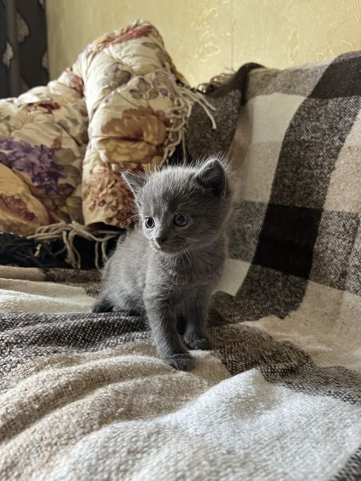 Кошенята шукають дім