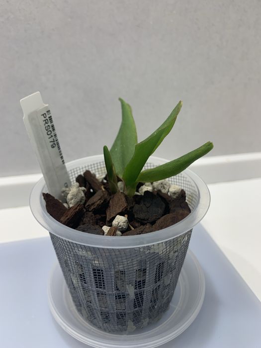 Орхідея екзотична Comparettia falcata