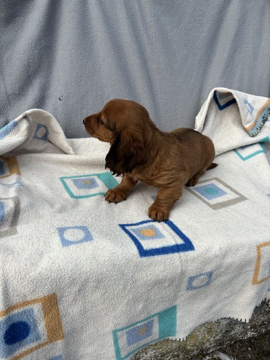 Teckel femea miniatura pelo comprido