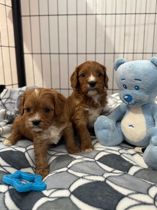 Cavapoo F1 piękny, ciemny piesek Zapraszam!!!