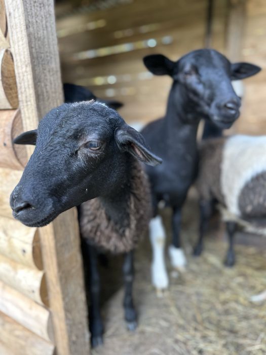 Sprzedam piekne owce