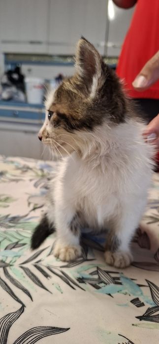 Gatinho macho branco e tigrado