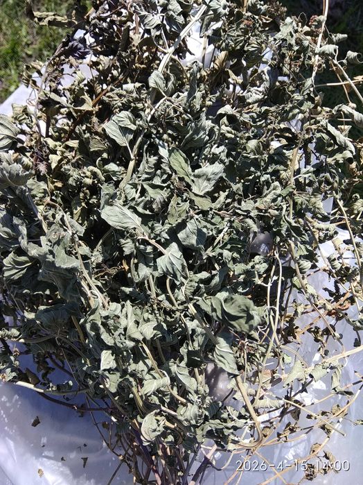 М'ята сушена (стебло з листочками)