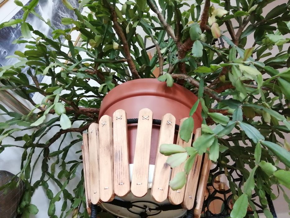 Kwiat grudnik zygokaktus SUPER kaktus szlumbergera DUŻY