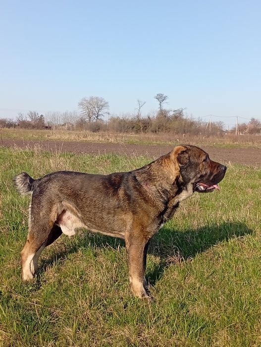 В'язка САО Алабай