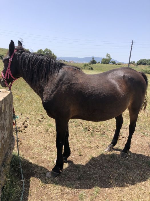 Égua garrana muito mansinha 10 anos bem montada puxa carroça