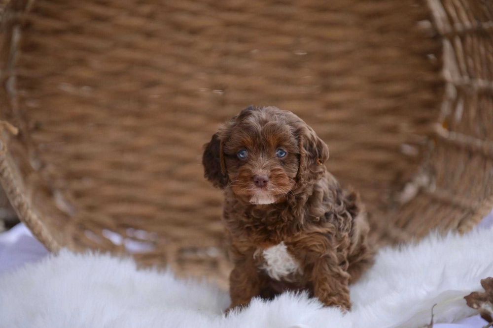 Cockapoo merle disponível