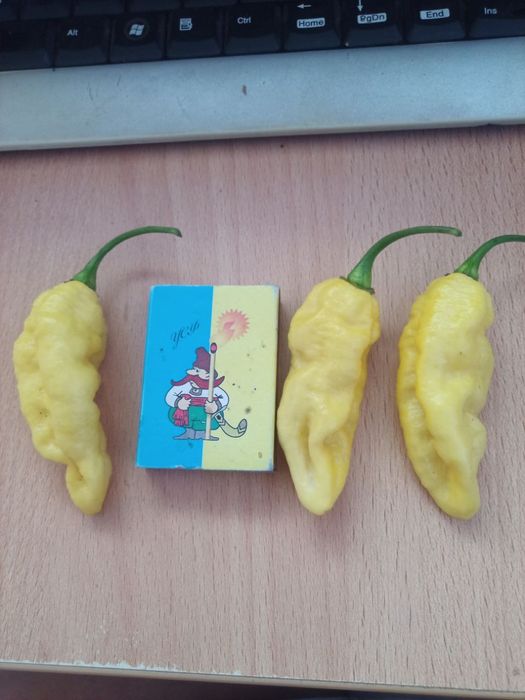 Набір насіння гострого перцю Хабанеро Habanero - 40 насінин