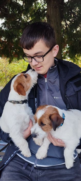 Щенки джек рассел терьера