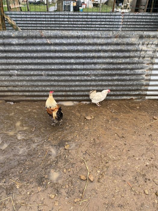 Galinha raça pequena e um casal