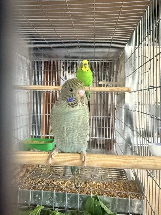 Tenho para ceder periquitos black face varias cores e ingeleses  de gr