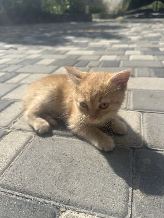 Двоє кошенят шукають дім