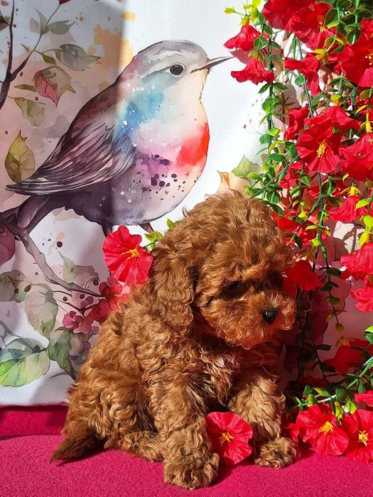 Cavapoo Red Brown z certyfikatem i paszportem