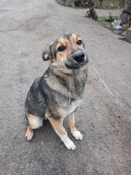 Собачка Тома ищет дом и хозяина