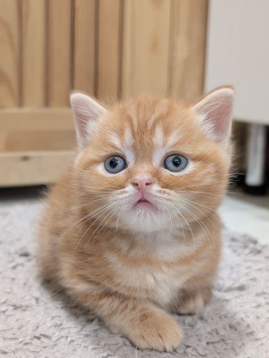 Хлопчик Візлі, червоний мармуровий