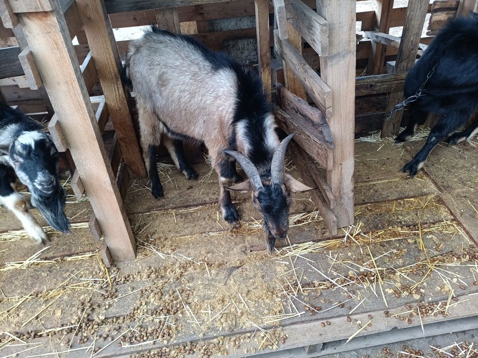 Продам козлов на мясо или на племя