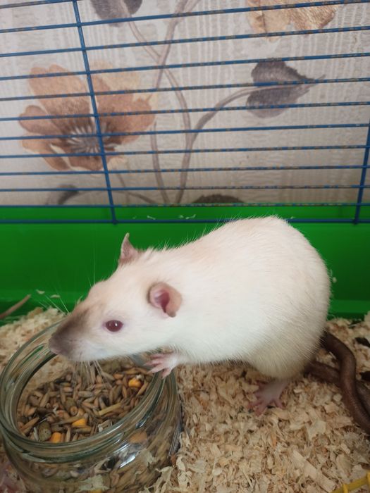 декоративна криска альбінос