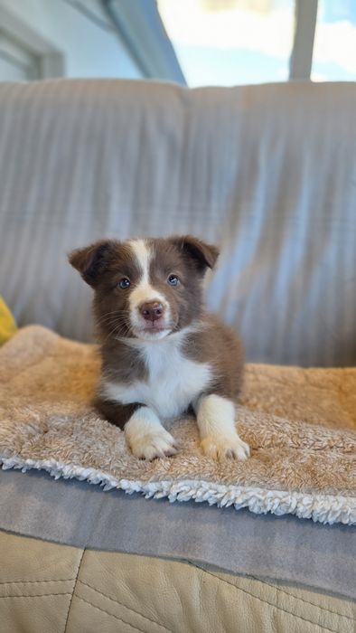 Border Collie Chocolate Fêmea (Olhos Verdes Azulados)