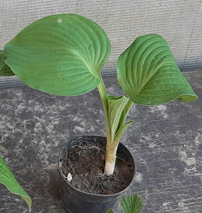Hosta, Funkia, różne odmiany