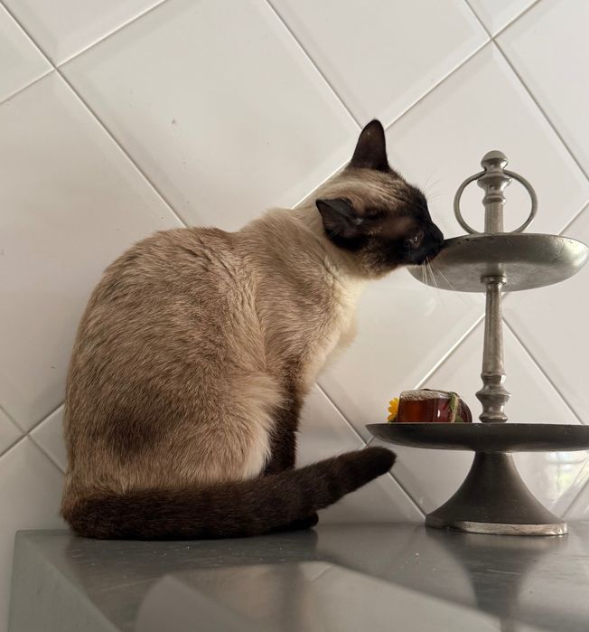 Gata Siamesa para Adoção Responsável