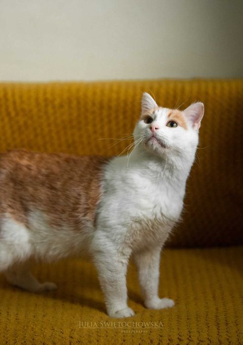 Romek - najsłodszy przytulak szuka kochającego domu