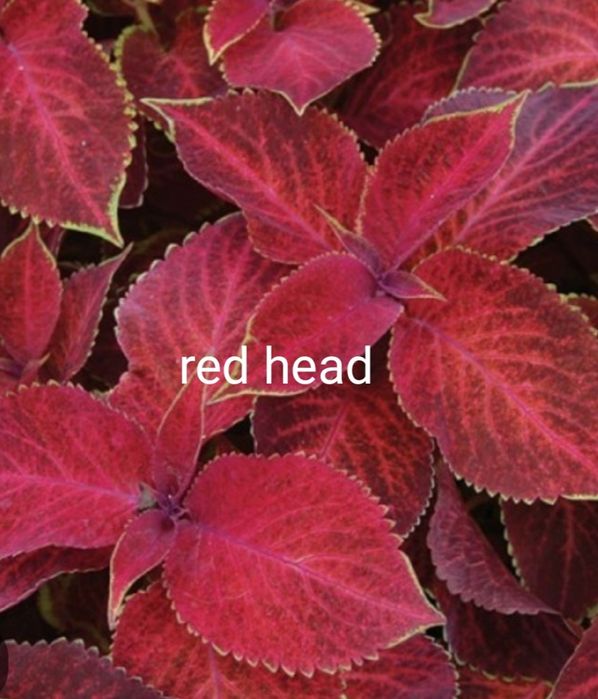 Колеуси сортові підрощені