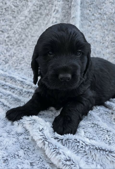 Dziewczynka cocker spaniel angielski