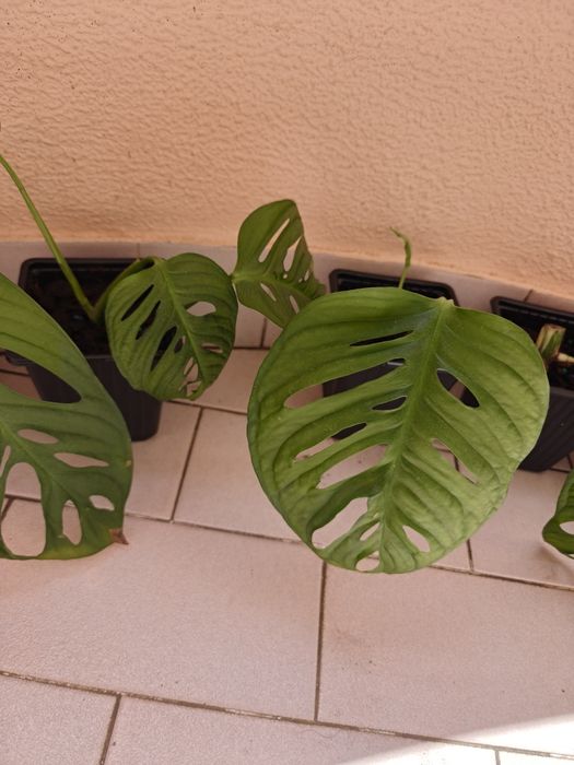 Monstera oblíqua adansonii.