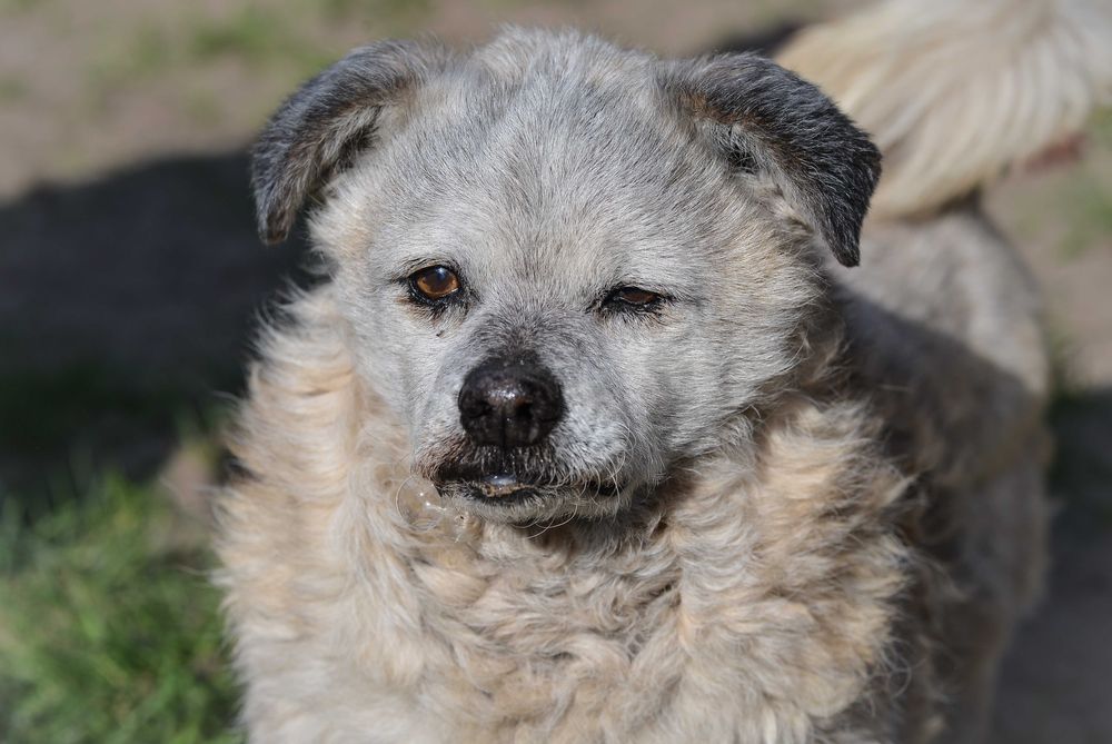 Puti - psi senior szuka domu