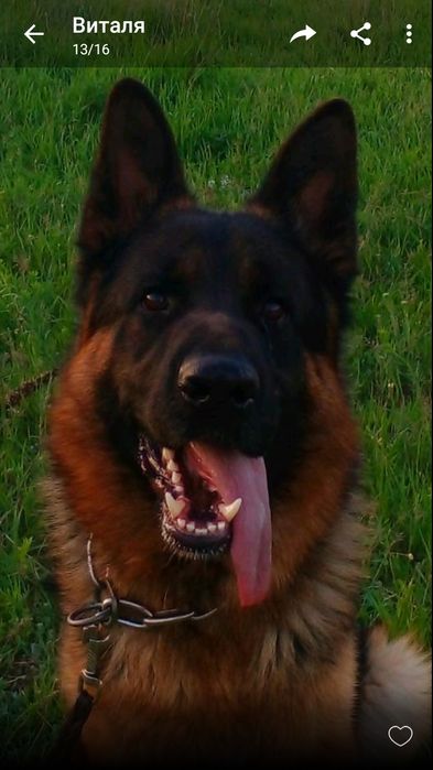 Кобель для в'язки, з доками КСУ.