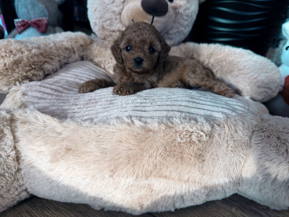 Cavapoo F1b sunia mini