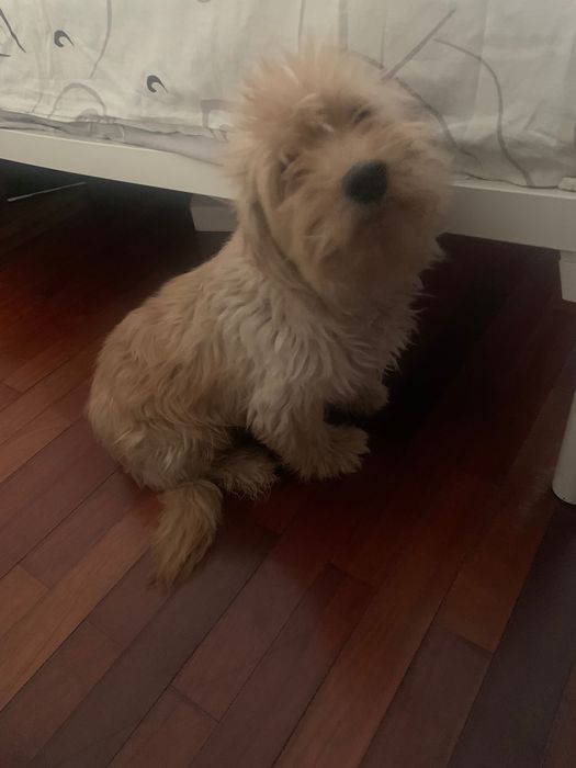 Dou para adoção responsável
