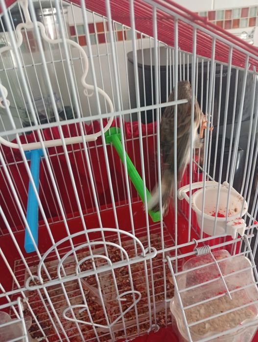 Vendo canária com gaiola