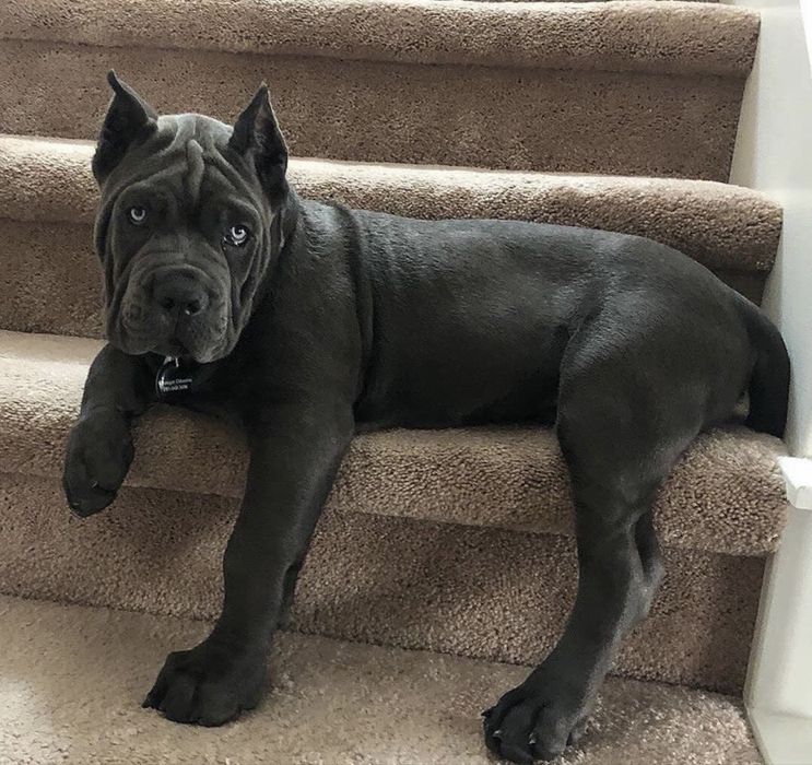 Щеночки  Cane corso Italiano-сірого окраск