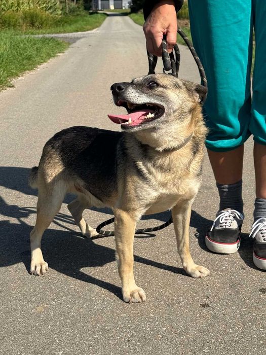 Chętnie spędza czas z dziećmi i młodzieżą. Budyń chętnie szuka kontaktu, jest poczciwy, łagodny