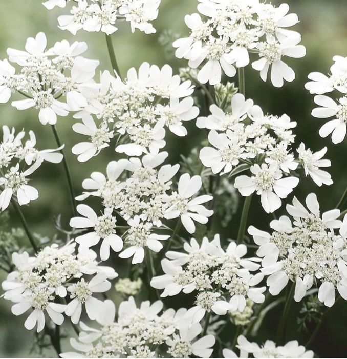 Nasiona orlaya grandiflora