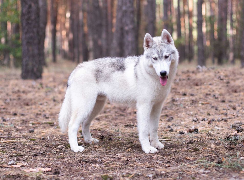Щенок хаски из питомника / цуценя хаскі