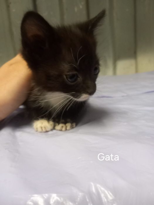 Gata para adoção