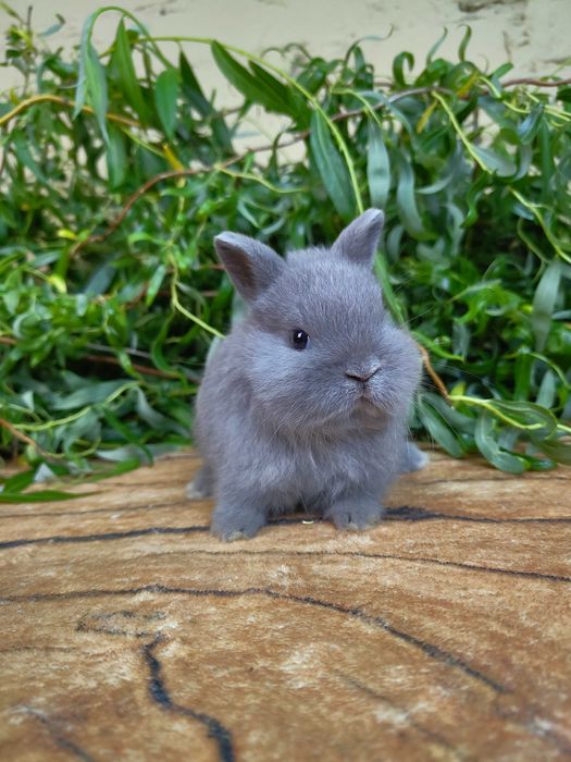 Króliczki Karzełki i Mini Lop. Hodowla Tedix