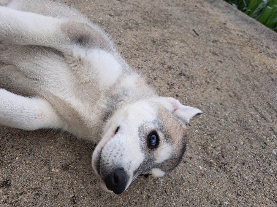 Husky siberiano fêmea