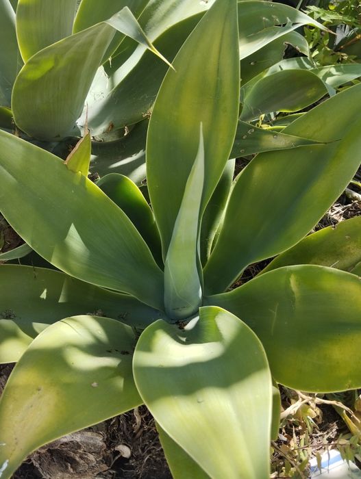 Agaves attenuata promoção