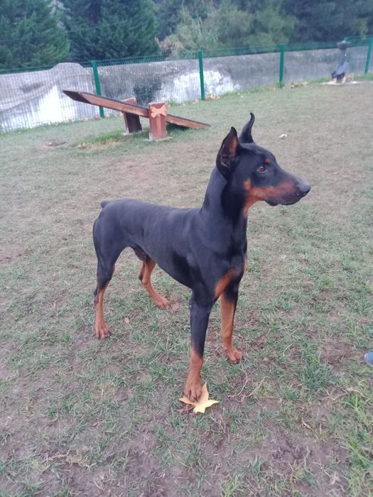 Doberman procura namorada