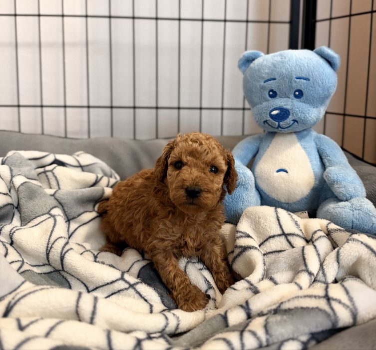 Pudel Toy  piękny, Malutki Piesek  Zapraszam do Rezerwacji!