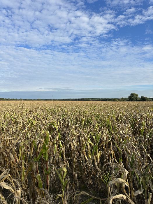 Продаж 84 га земельна ділянка