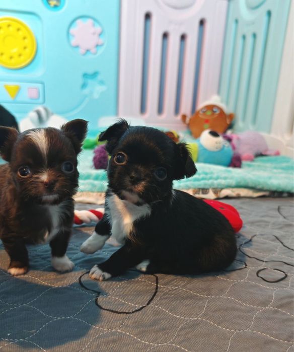 Chihuahua długowłosa chlopczyk