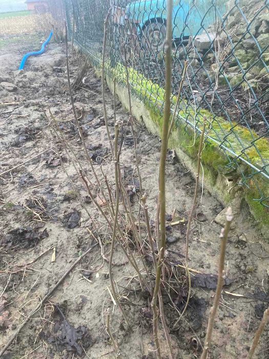 Siewki orzecha kaukaskiego